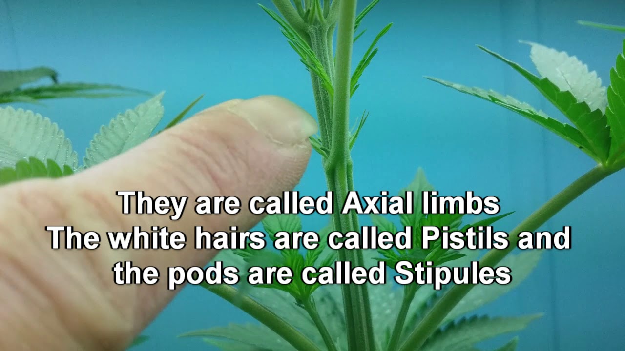 How to tell your cannabis plant is female.