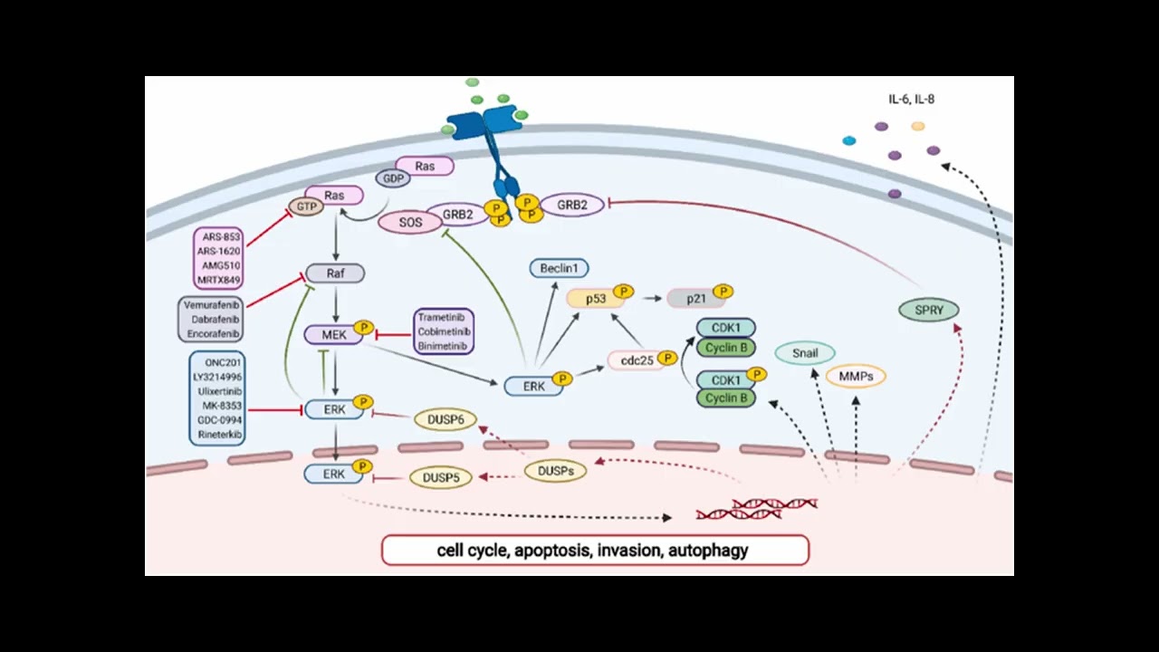 5 3 How Cancer Survives