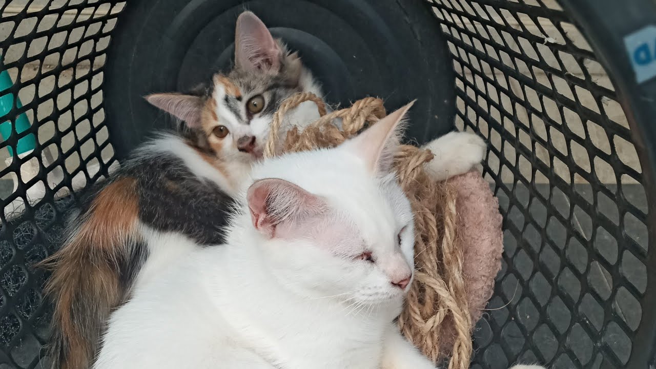 Time Machine Cats !!!! Longest Daily Cat's Story