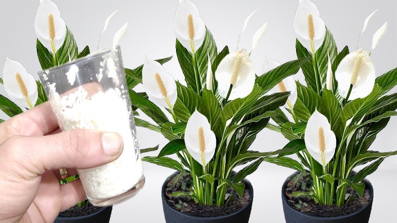 Всего лишь один стакан заставляет так много цветов лопнуть (Знаете ли вы это?)