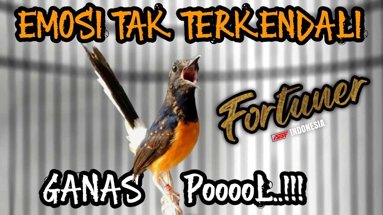 Masih trotol dah begini !! KRETEKAN MURAI BATU TROTOL EMOSI TAK TERKENDALI‼️