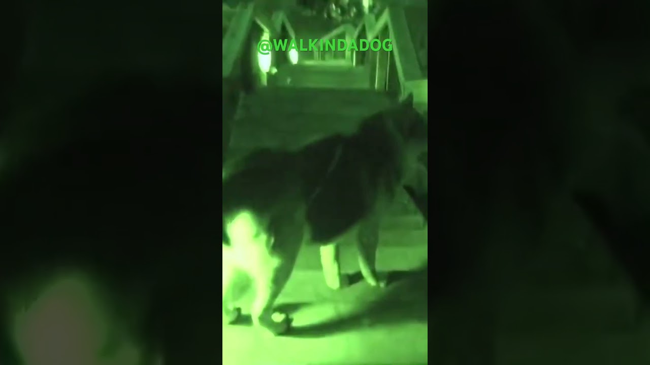 #walkingthedog #dogwalking #viral #viralvideo #dog #dogwalker #stairs
