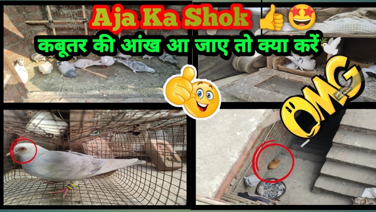 Aja ka shok 👍🤩||कबूतर की आंख आ जाए तो क्या करें #kabutarbazi#pigeonlaver #kabutarwalavideo #viral