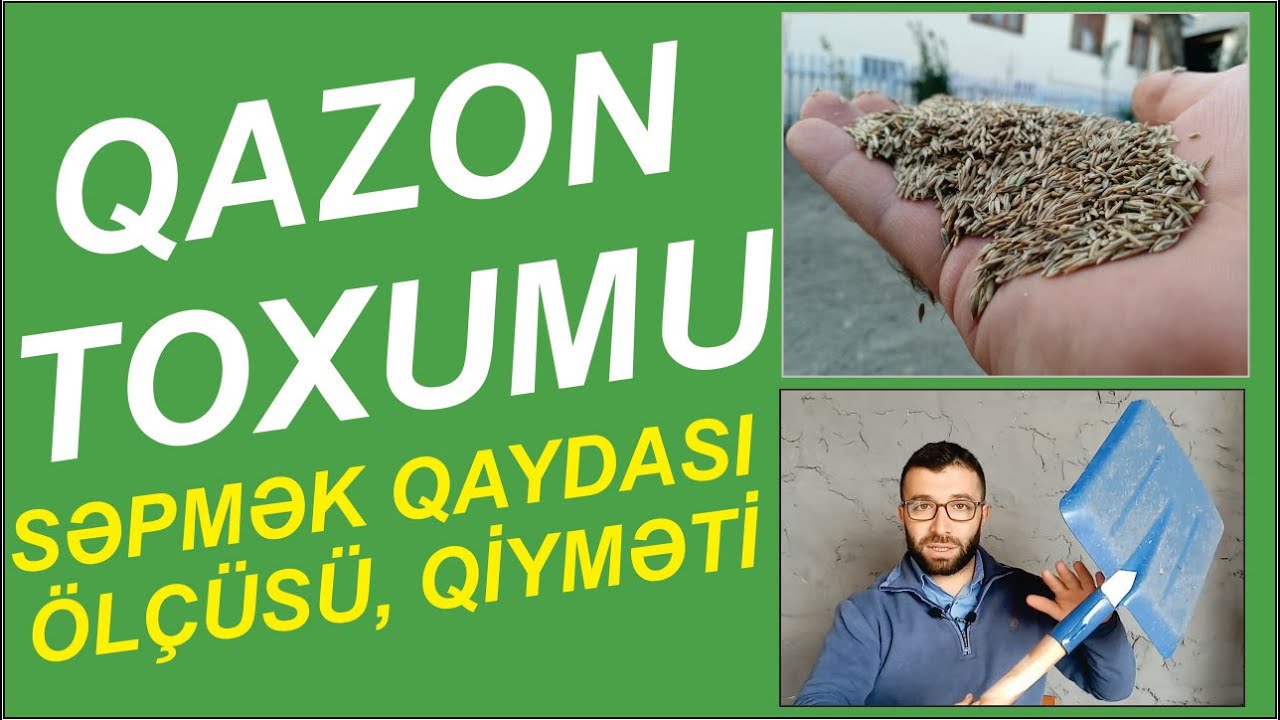 Qazon necə əkilir ?  || Toxumun qiyməti || 1 metrdə neçə qram