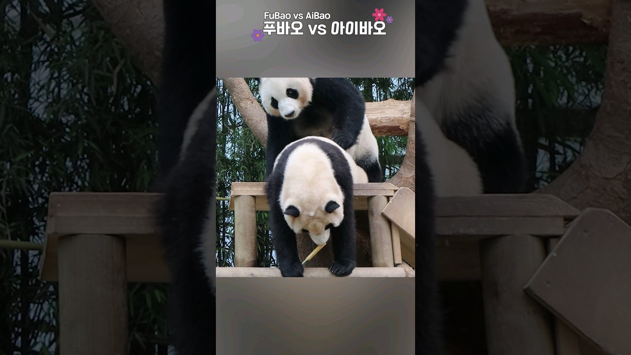 개그듀오 판다모녀 🤣 #에버랜드 #푸바오 #아이바오 #FuBao #AiBao #Shorts