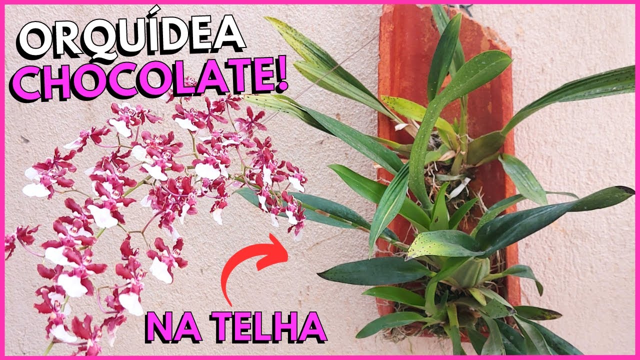 COMO CULTIVAR ORQUÍDEA ONCIDIUM NA TELHA DE BARRO? Oncidium Sharry Baby - Orquídea Chocolate 🥰