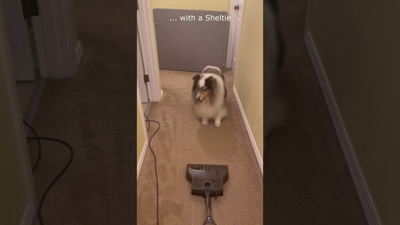 Sheltie vs. Collie 