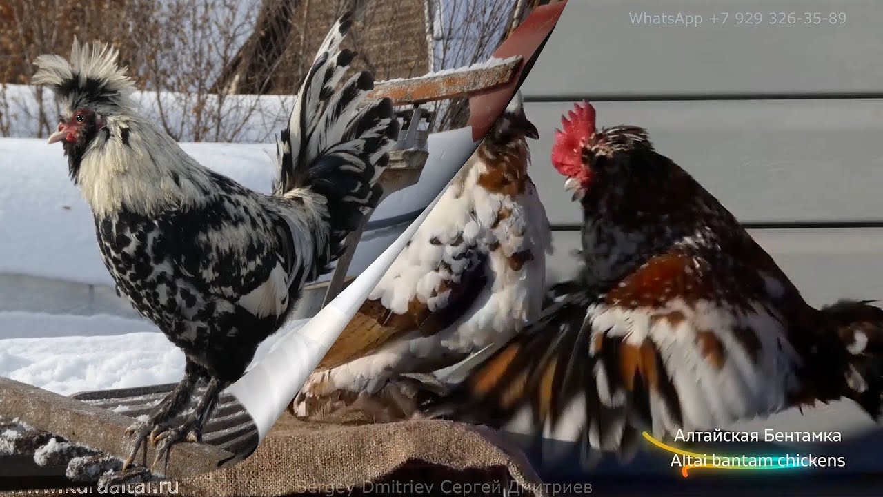 Петушки распетушились 