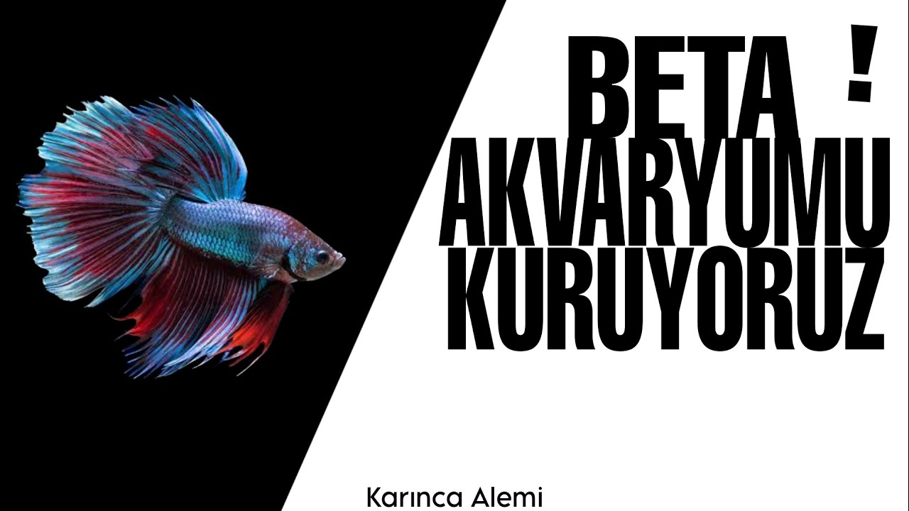 BETTA AKVARYUMU KURULUMU // BETTA AQUARIUM INSTALLATION