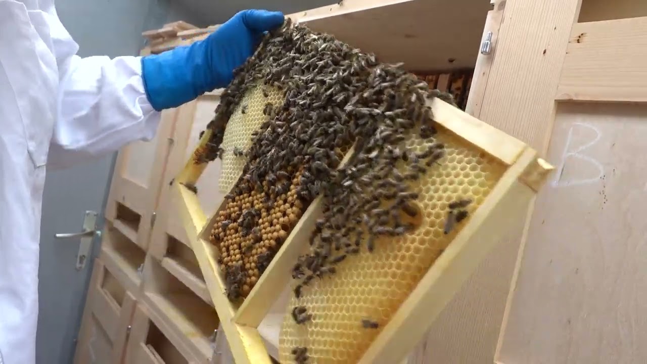 Building frame, Mitja’s key tool for monitoring activity of the bee colony