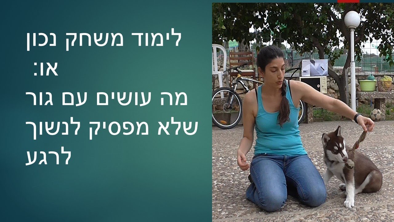 איך להשתמש במשחק עם כלב כדי למנוע נשכנות
