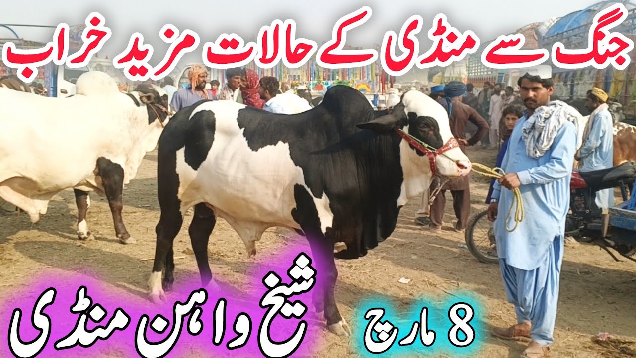 Today Sheikwahan COW Mandi Fresh update| Cholistani & Ablak Nukra Barhman Bachre bachriya 