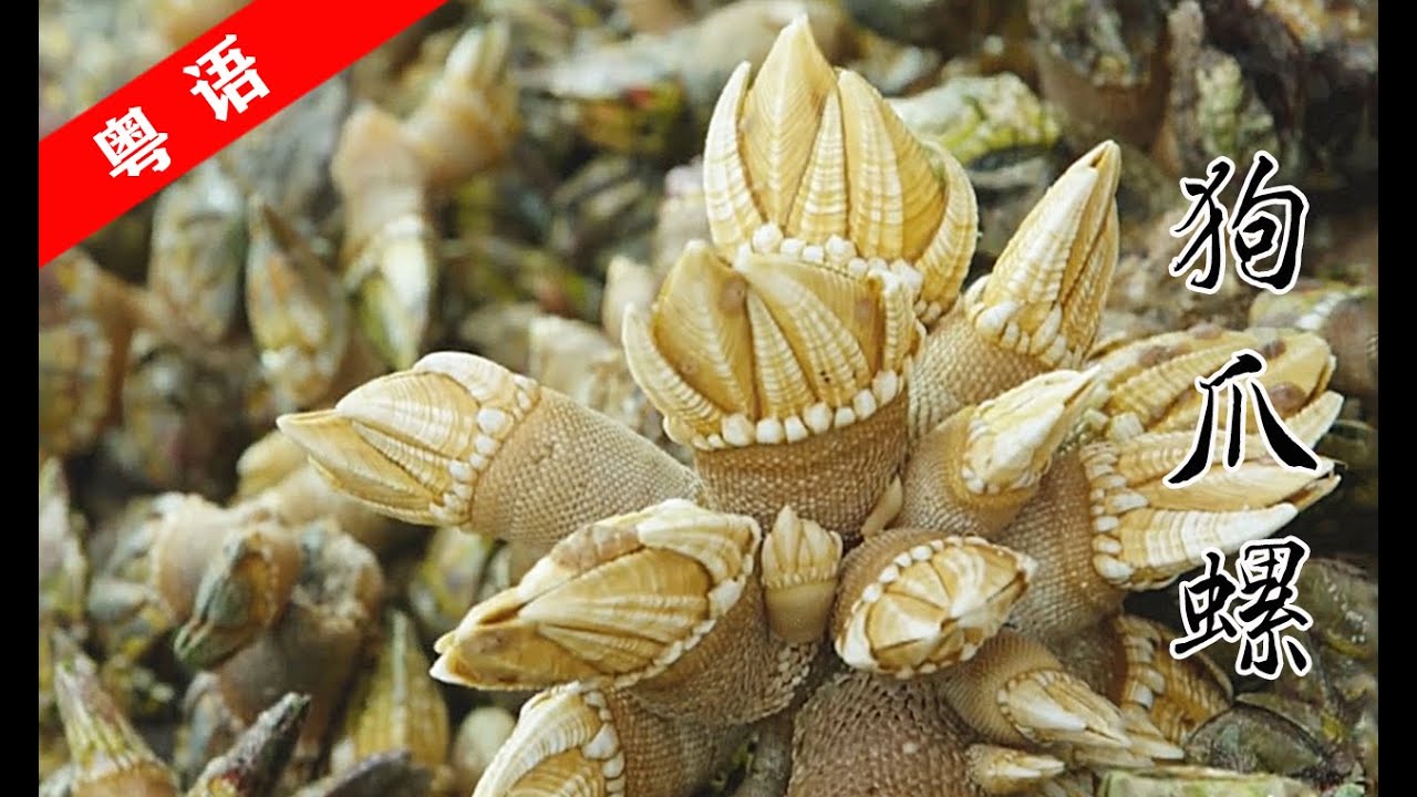 来自“地狱”的海鲜狗爪螺，据说国外更是天价，肉鲜味美，一吃停不下来！｜老广的味道第5季 ep4探秘