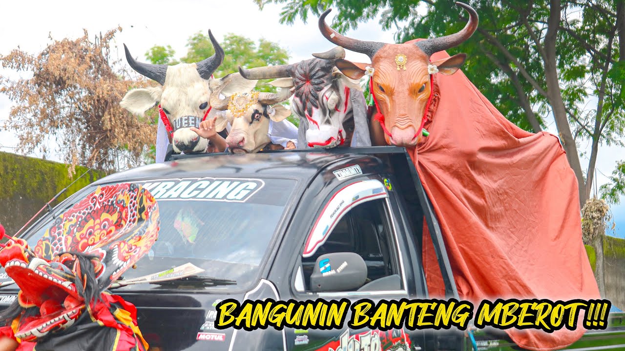 BANGUNIN BANTENG MBEROT 😲🐄‼️#barongan #bantengan 