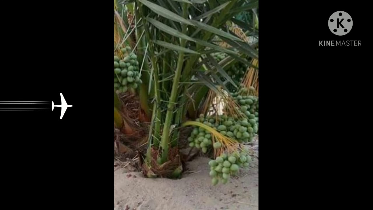 الأخطاء القاتلة في إدارة مزرعتك