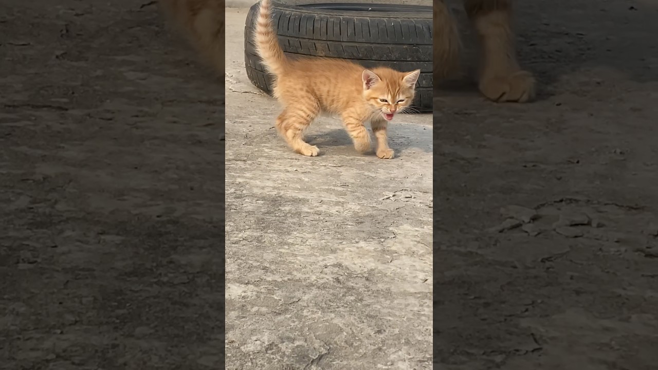Only 19 subscribes😭😭😭 #shorts #orangecat #apt #ros&eacute;