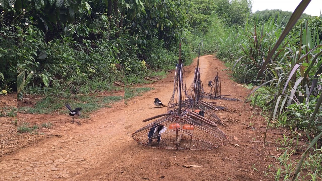 Bẫy chòe than chuyền về nguyên đàn
