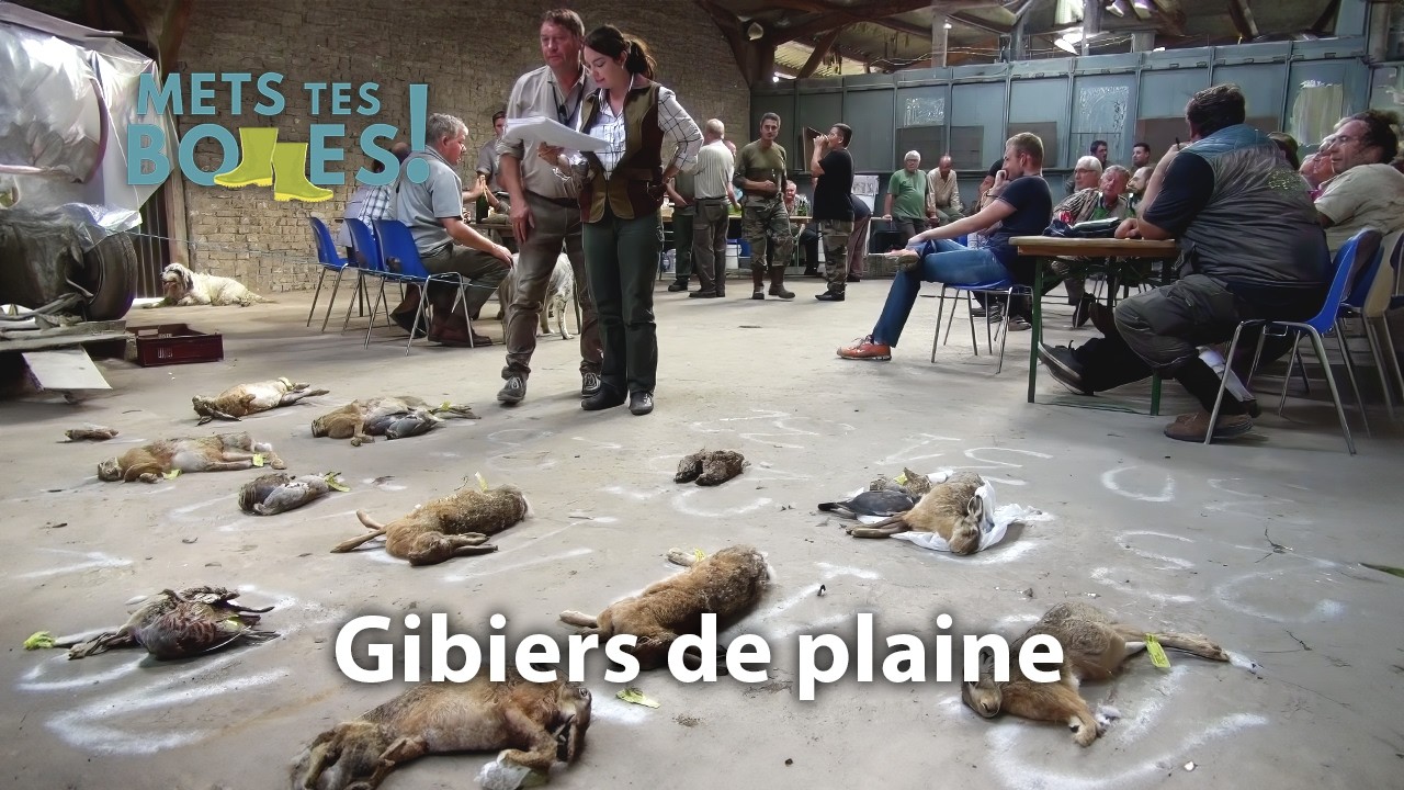 Le Pas-de-Calais : l'eldorado des chasseurs de petit gibier