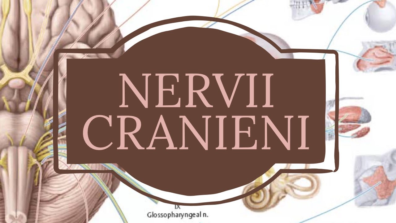 Nervii cranieni