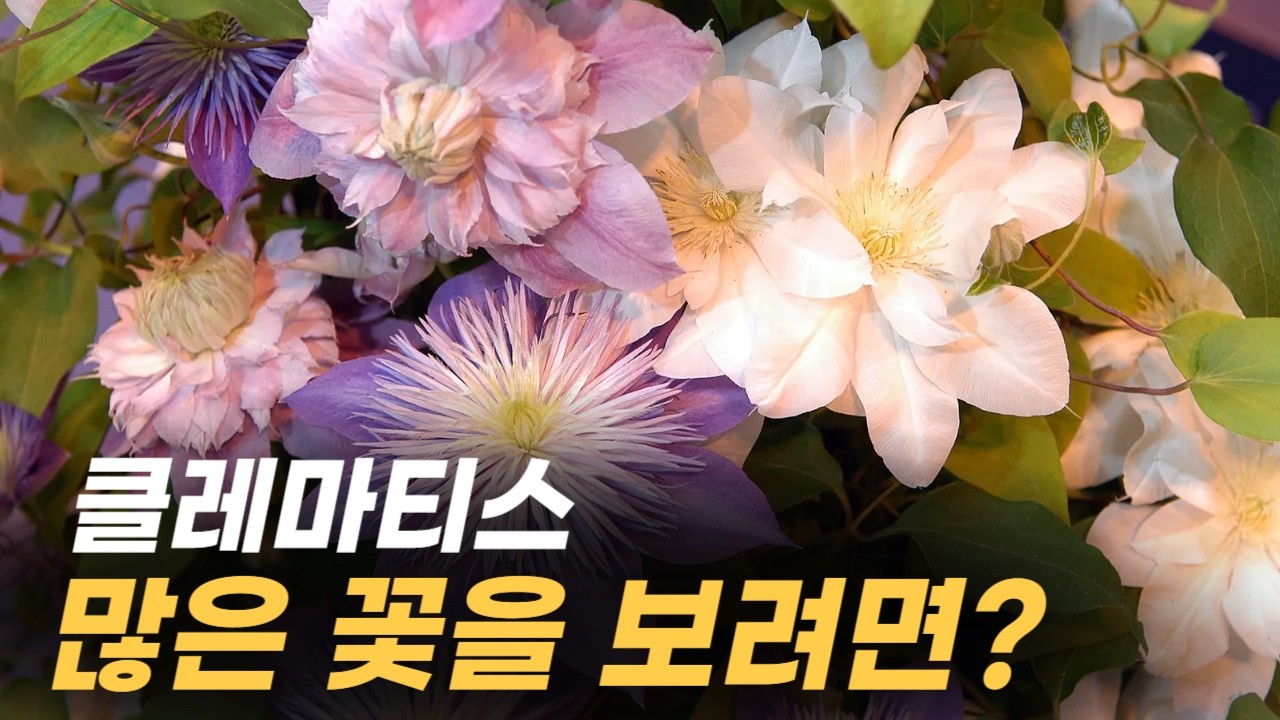 클레마티스 2월달에 하면 꽃을 더 많이 보는 관리법💕