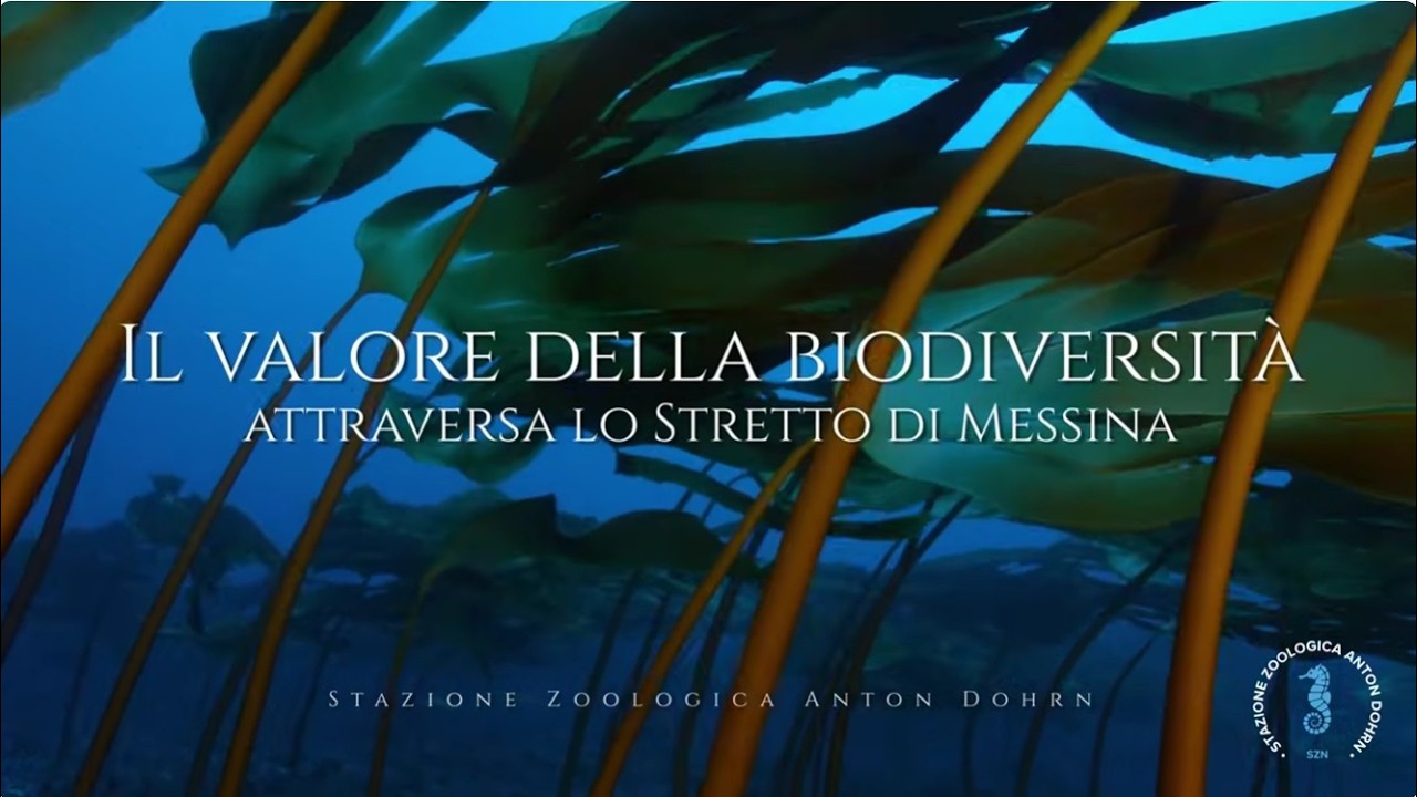 The value of biodiversity flows through the Strait of Messina
