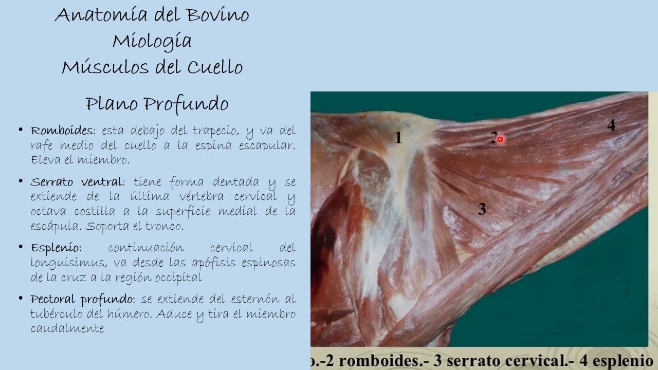 Miología del Bovino: Músculos del Cuello