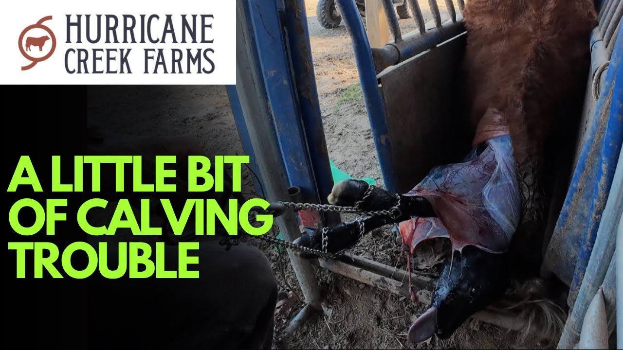 Did we have to pull this calf?