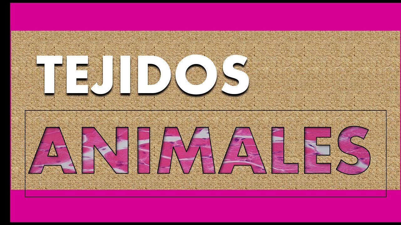 Episodio 12  TEJIDOS ANIMALES