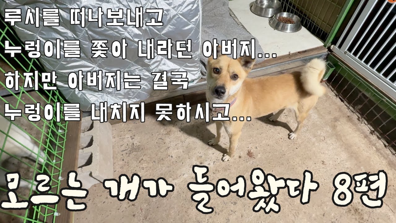 [긴급] 8편 - 루시를 떠나보낸 날… 누렁이를 쫓아내라던 아버지는 결국…