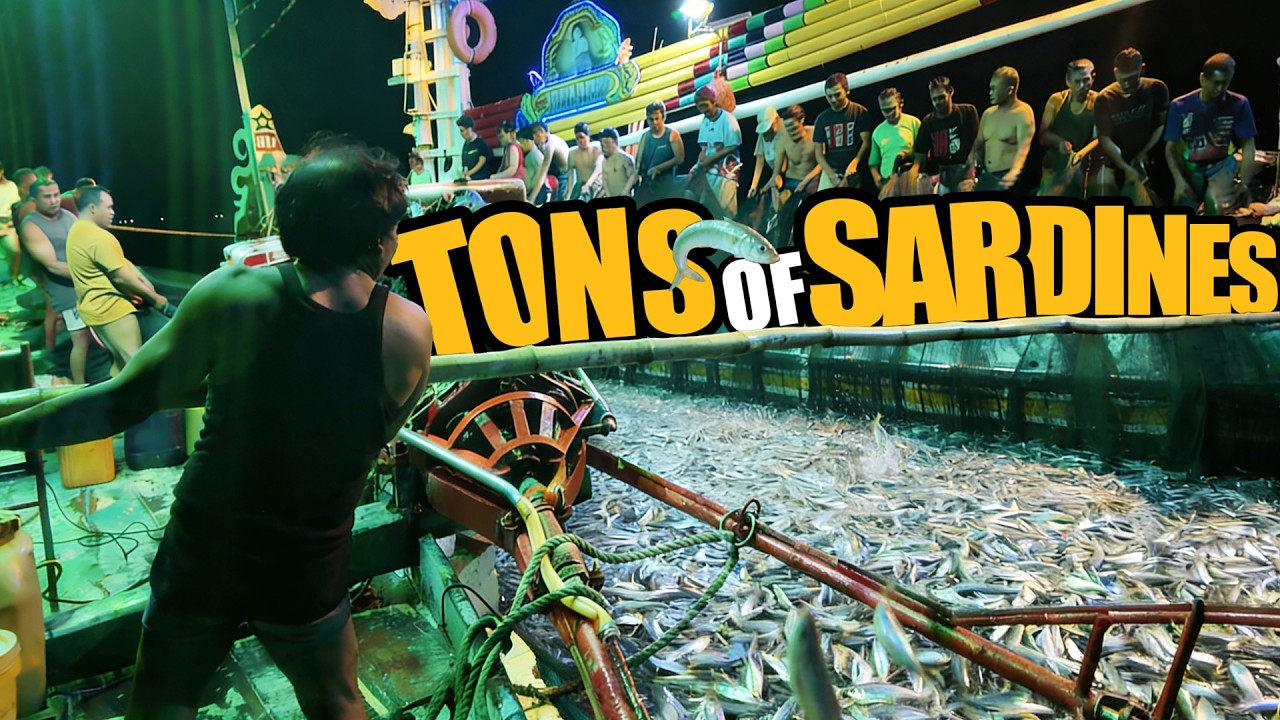 Night Sardine Fishing | How Fishermen Catch Tons of Fish in the Dark