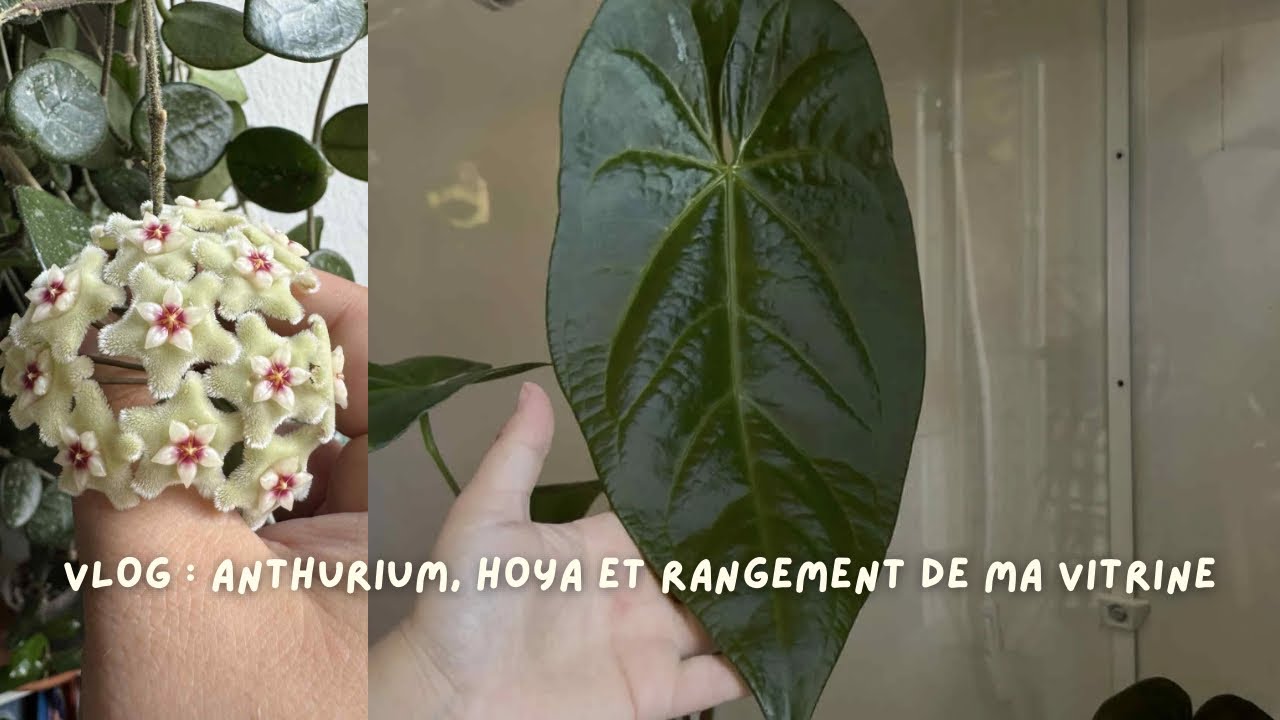 Nouvelles feuilles sur mes Anthurium, floraisons de Hoya et Thrips 🌺