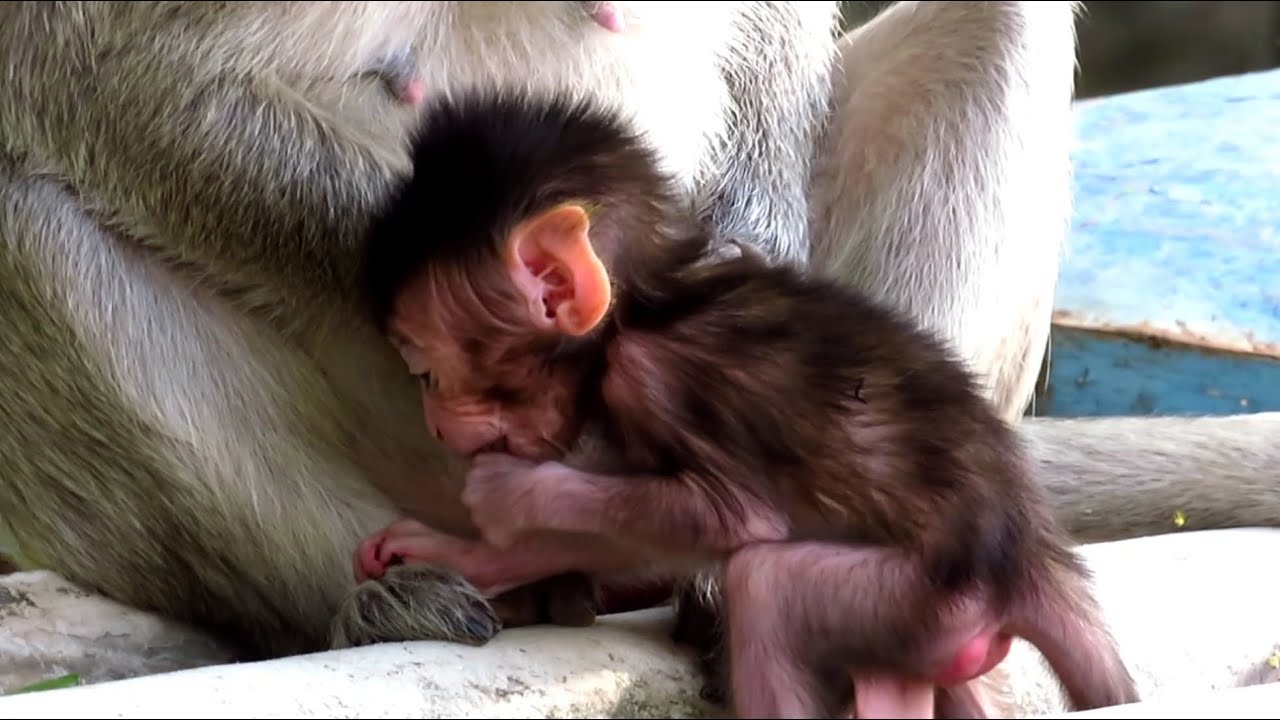 Mommy Lets Her Baby Floyd Learn To Walk Then Hug To Sleep On Tree | Popular Daily