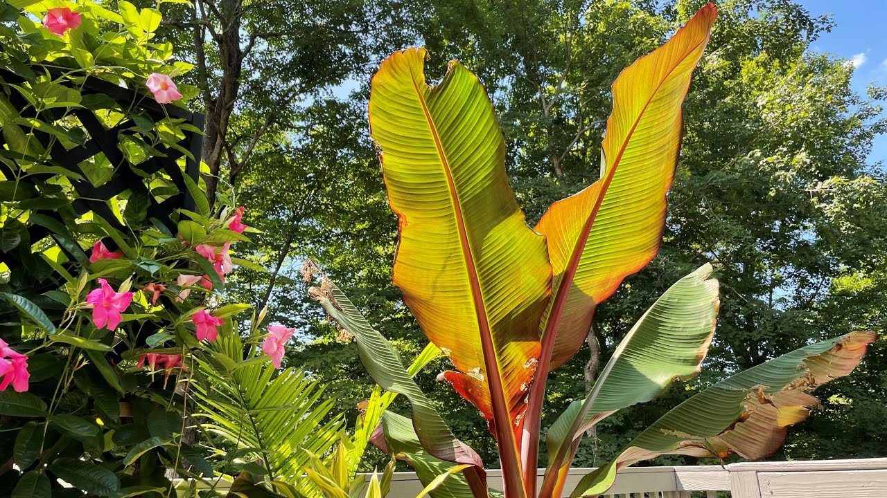 Potted and planted palm tree and tropical plant full garden update 07/28/2022