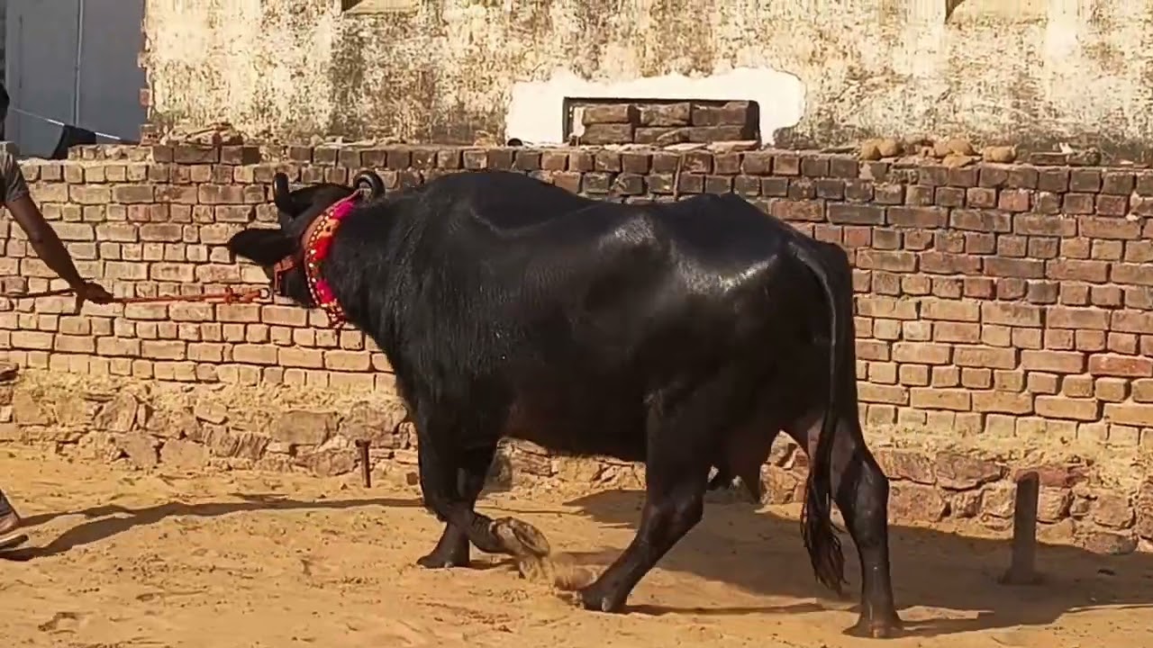 पशुपालन में राजस्थान के फार्म भि दिखा रहे है रूचि 