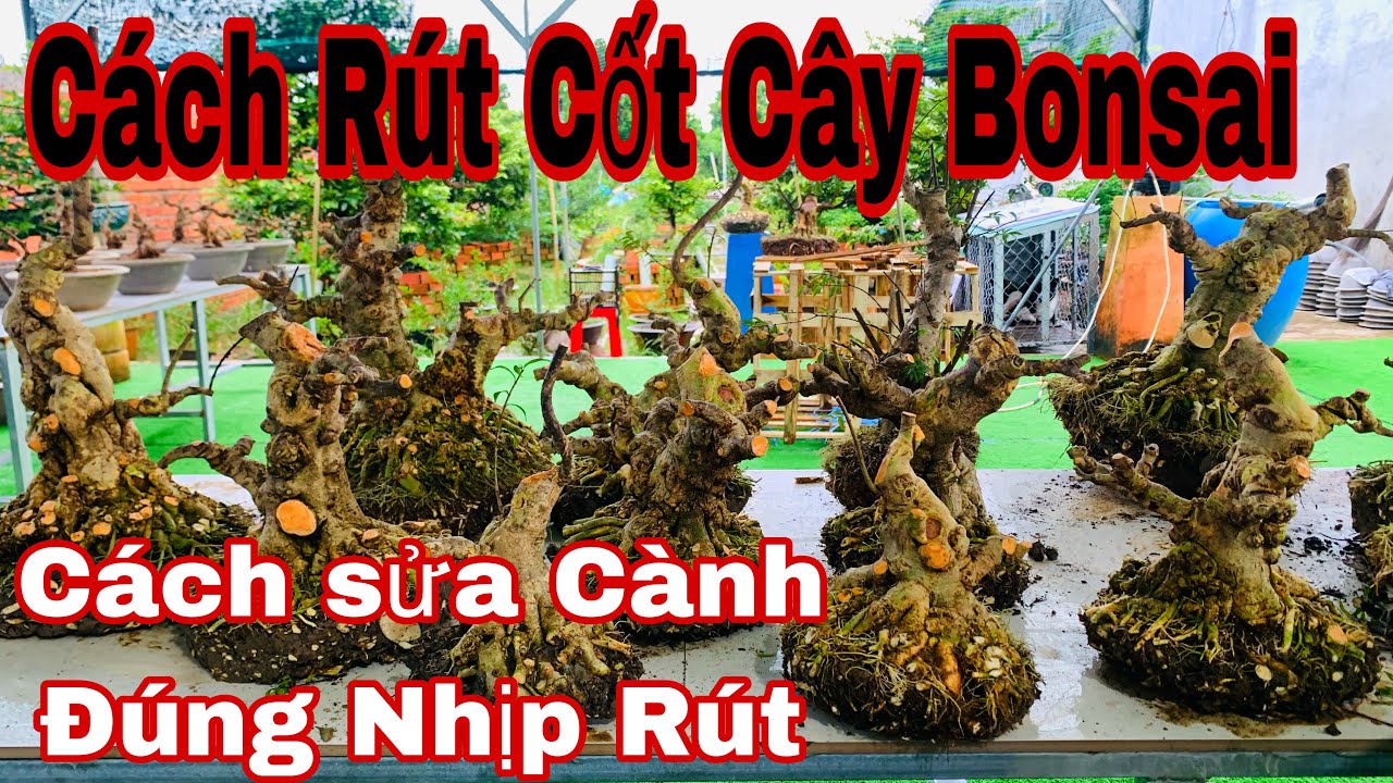 cách sửa cành và rút cốt cây bonsai | sửa cành cây kiểng bonsai - cách cắt giật chuyển nhịp cho cây