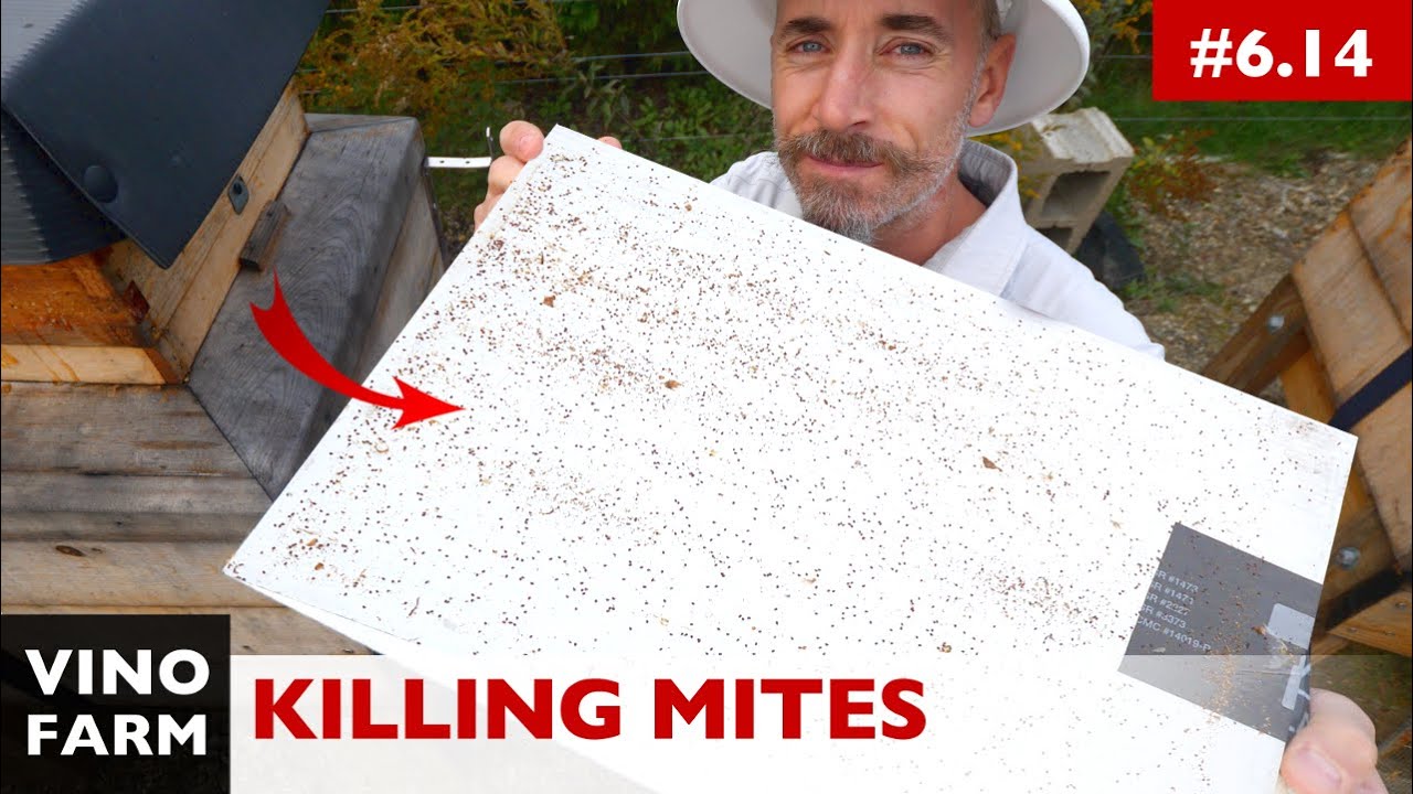 Is Apivar Enough? (Mite Kill Results)