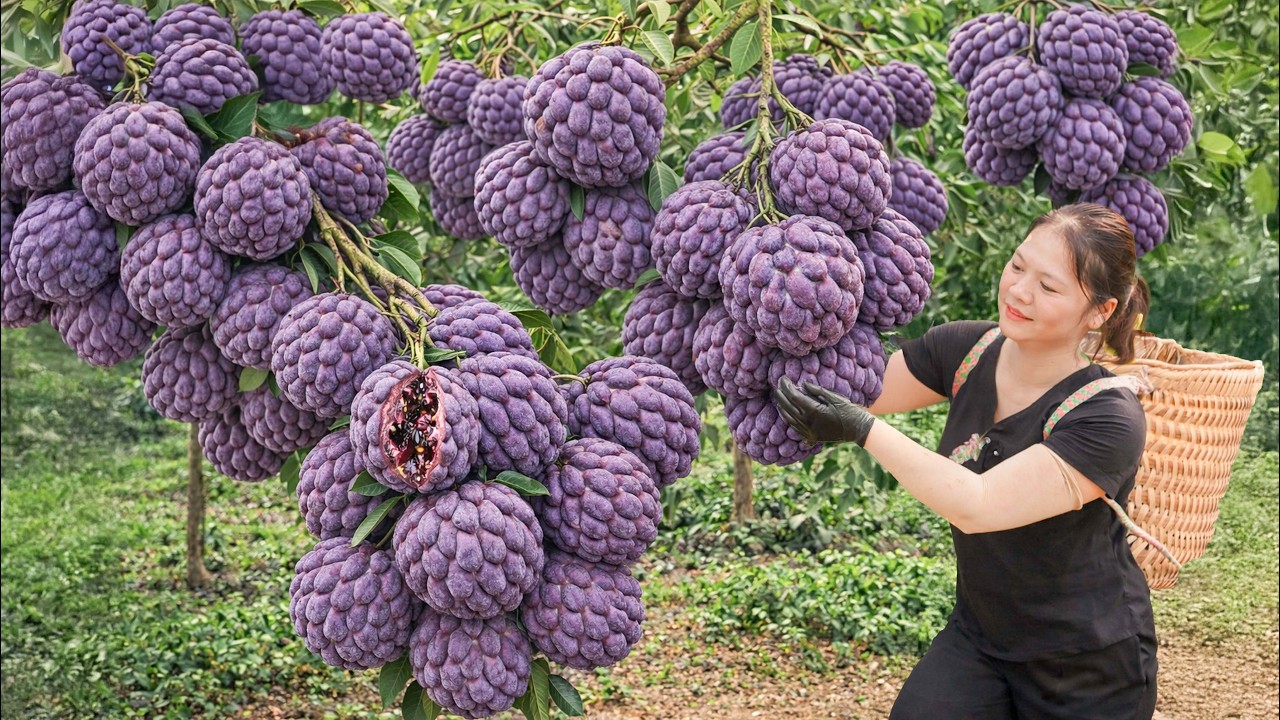 Harvesting Wild Purple Custard Apples in Remote Mountains | Rare Village Cooking