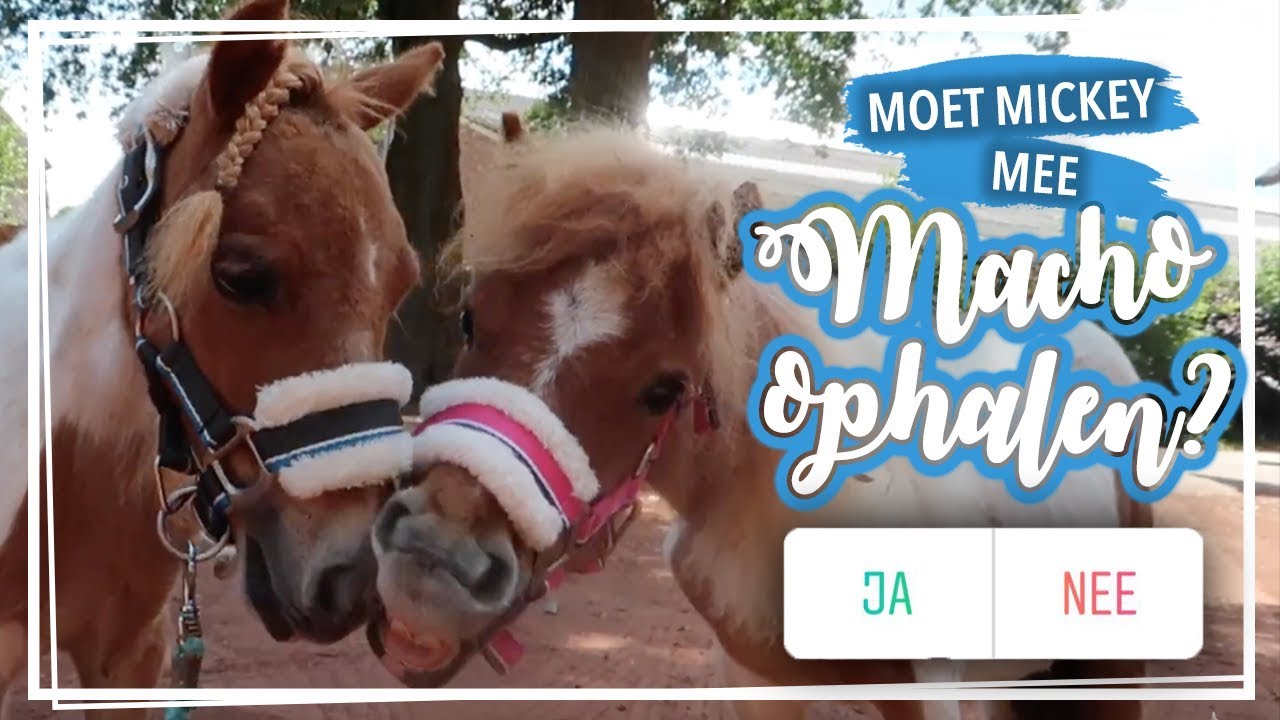 Moet Mickey mee naar de kliniek? || Volgers bepalen onze dag!