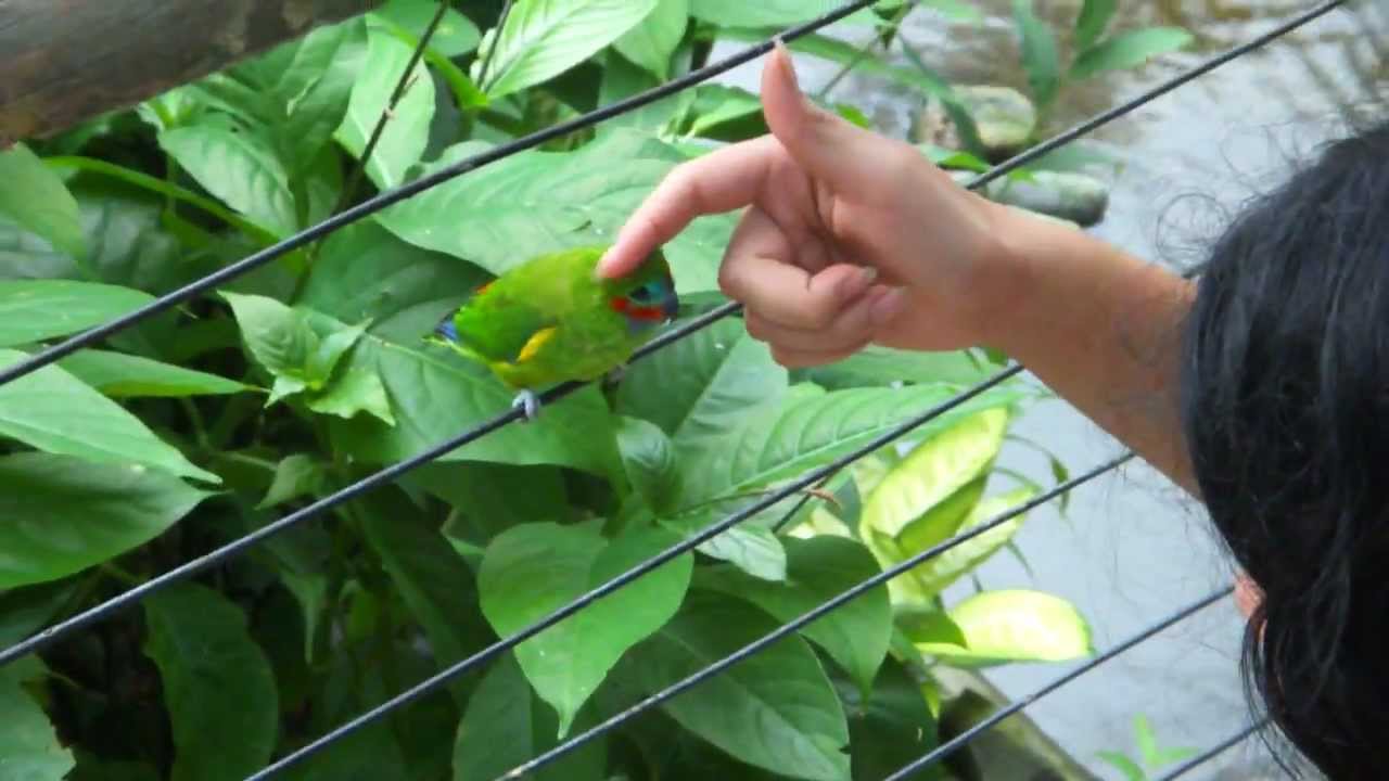 Double-Eyed Fig Parrot loves headscratches