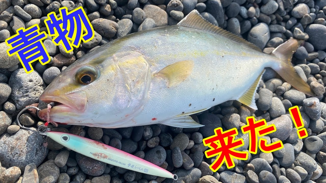 真夏の激渋サーフでショアジギング 撃投ジグレベルで青物ゲット！