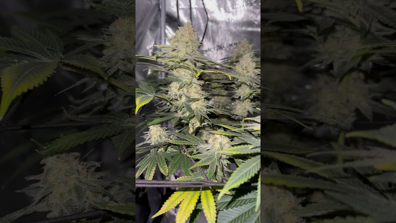 Tropicana Cherry F1#Spider#Farmer#