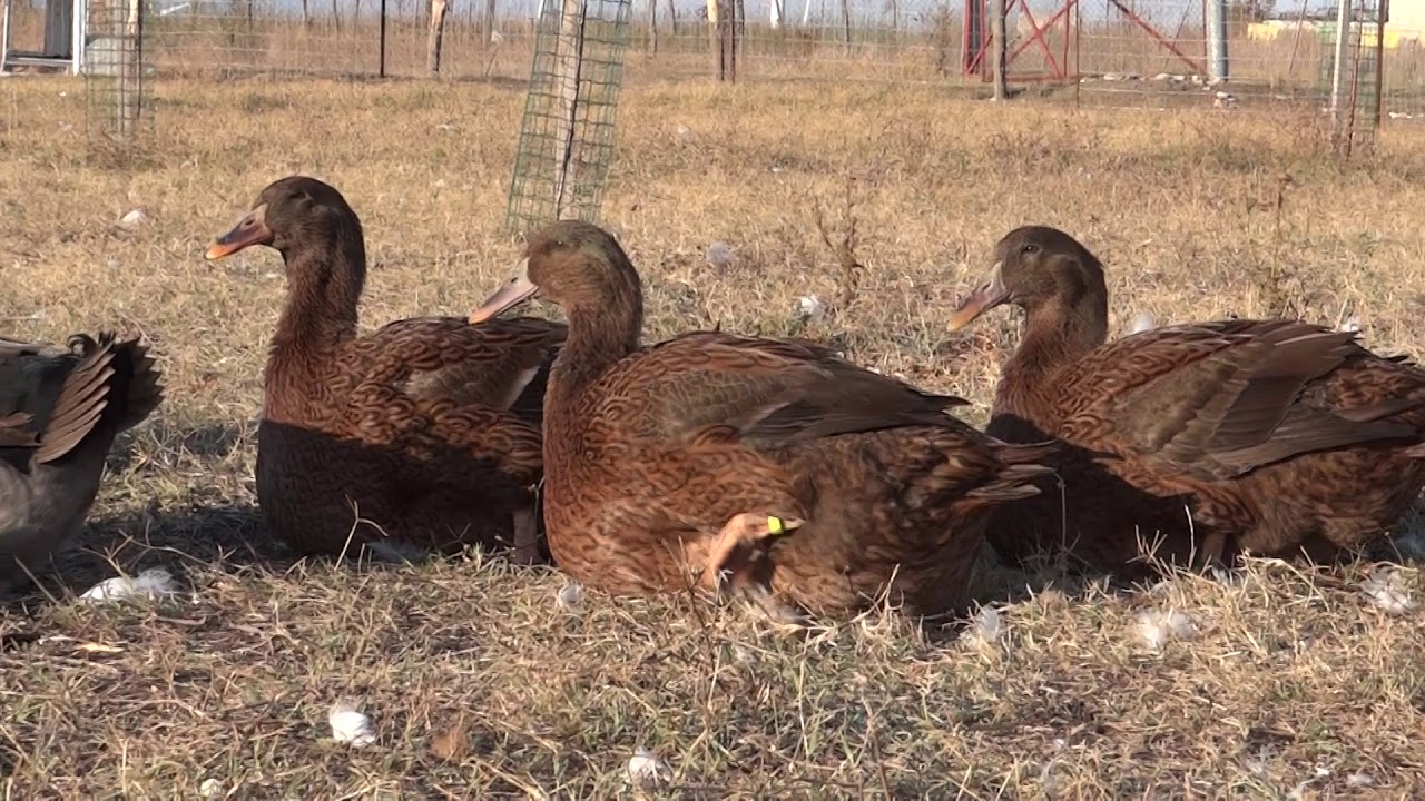 06.10.2019. Darck wild color rouen ducks in Olympus farm today. Parent flock.