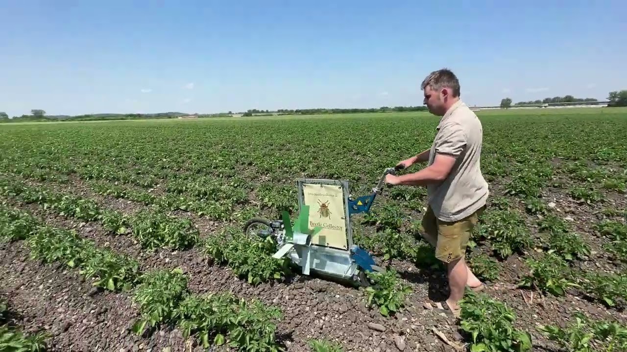 Beetle Collector  HKSG 2023- Kartoffelk&auml;fer nat&uuml;rlich bek&auml;mpfen, absammeln - Gallinger Maschinenbau