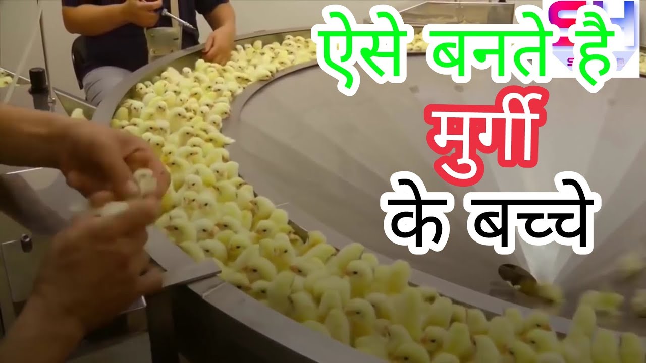 newly hatching chick born from egg | factory processing chicken | SO HYPER | sohyper