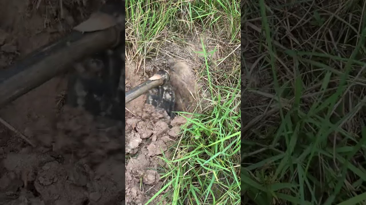 ជួបពស់នៅក្នុងរន្ធ