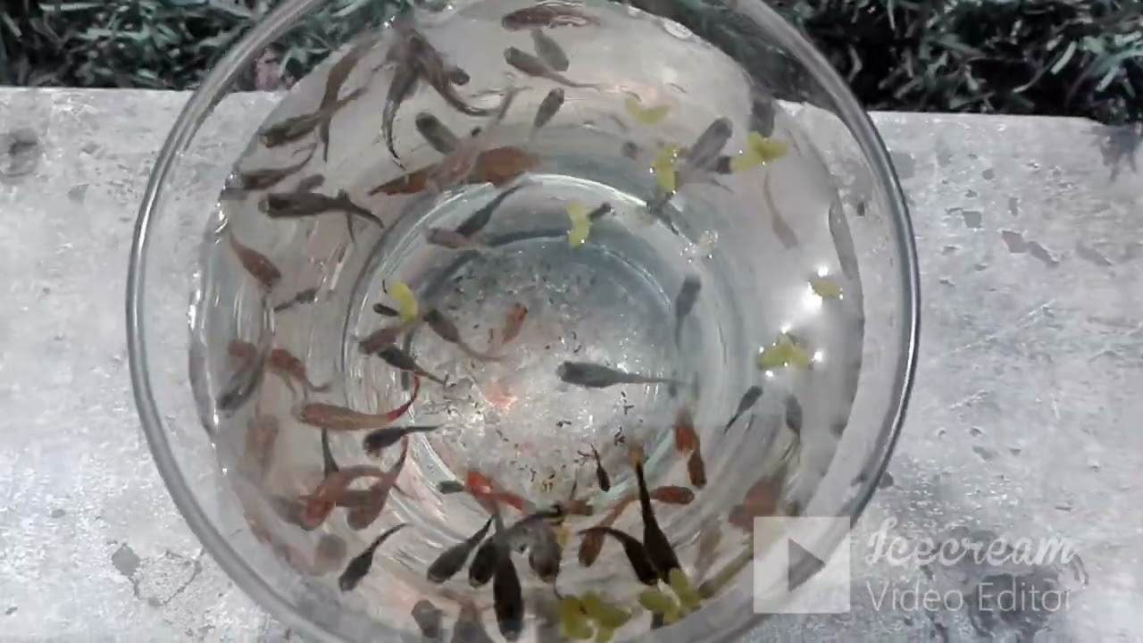 Crianza de Alevines de Guppy - 2 meses - Acuario comunitario de 125 litros - 24