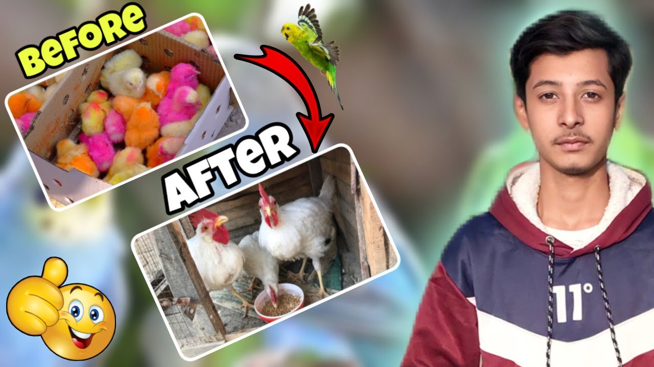 Before and After Look Our Baby Chicks I Mashallah Hamara chicks Bara Ho Gaya