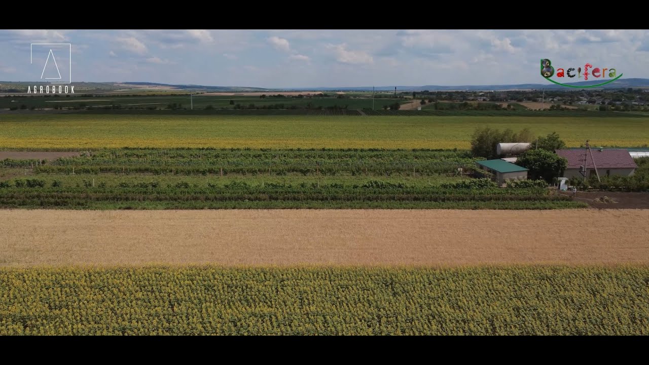 Bacifera și fermierii de pomușoare: cum rezistă agricultura în fața climei