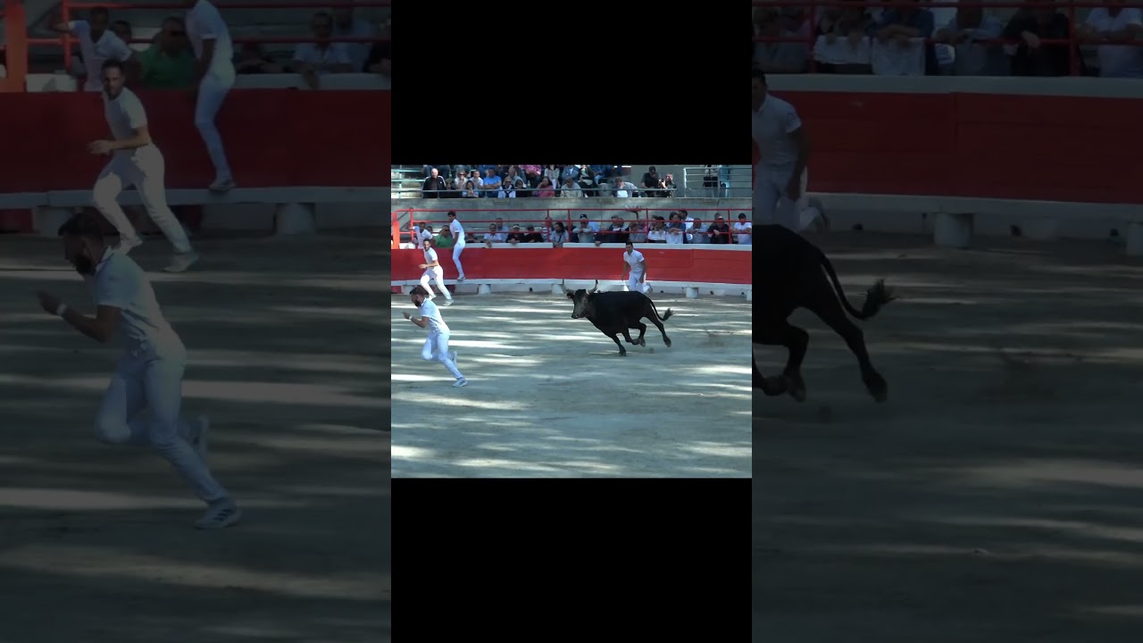 bolero de la manade laurent propulse vincent Marignan dans la contre piste a beaucaire