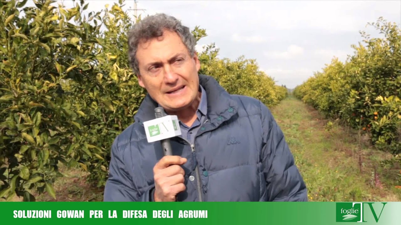 FOGLE TV - Le soluzioni Gowan per la difesa degli agrumi